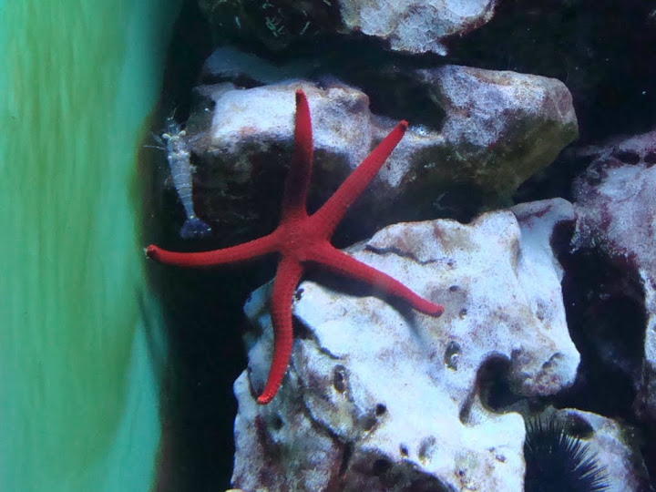 Echinaster sepotiposus