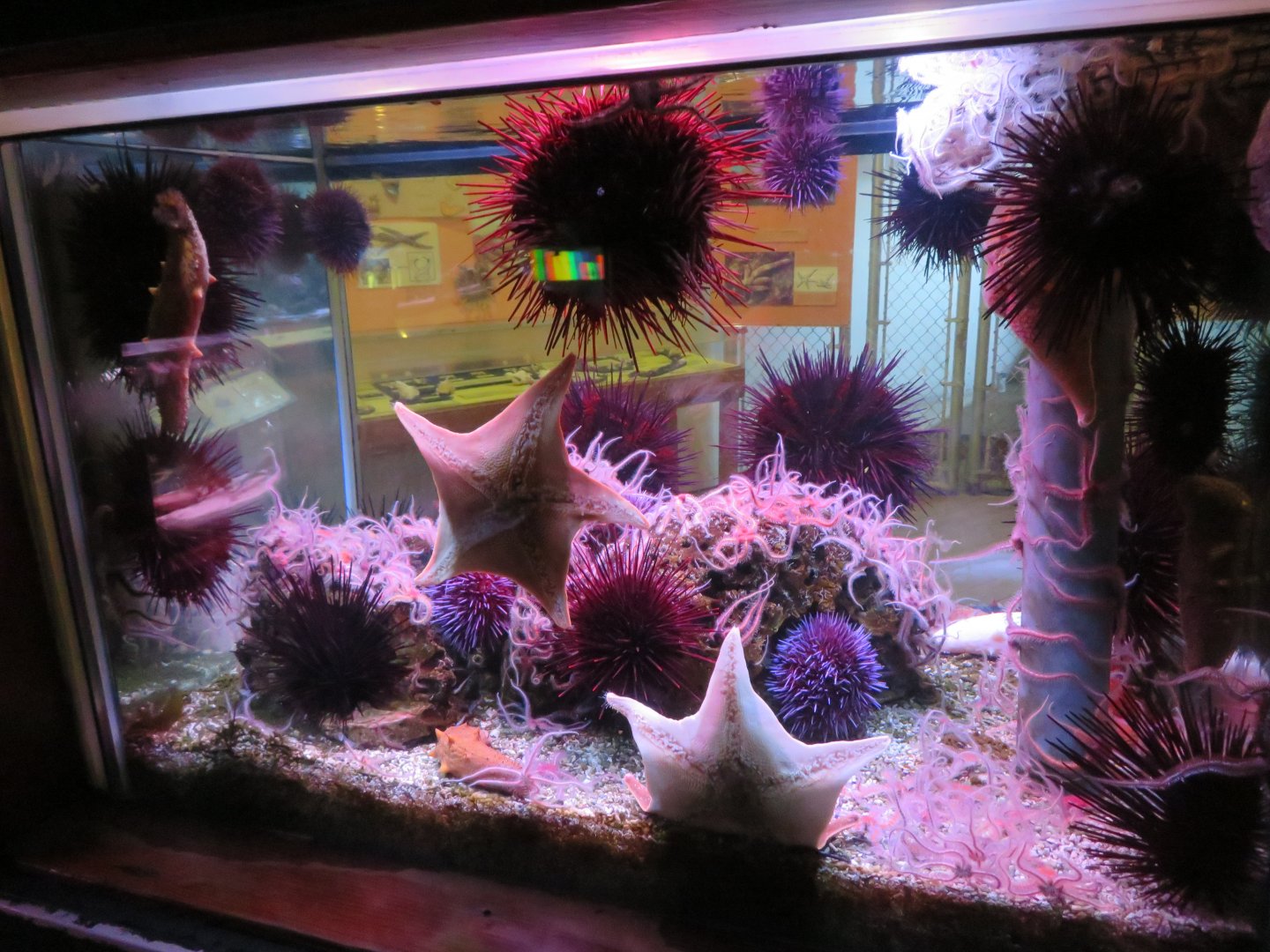 Echinoderm Tank