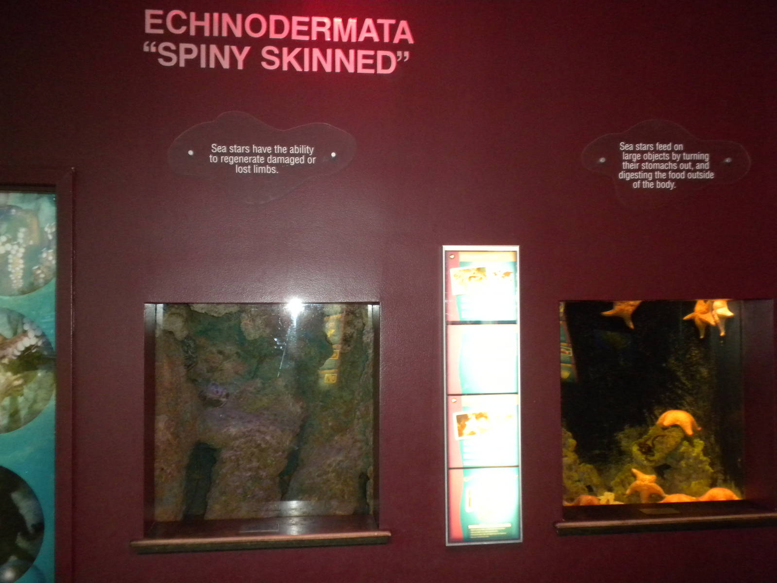 Echinodermata