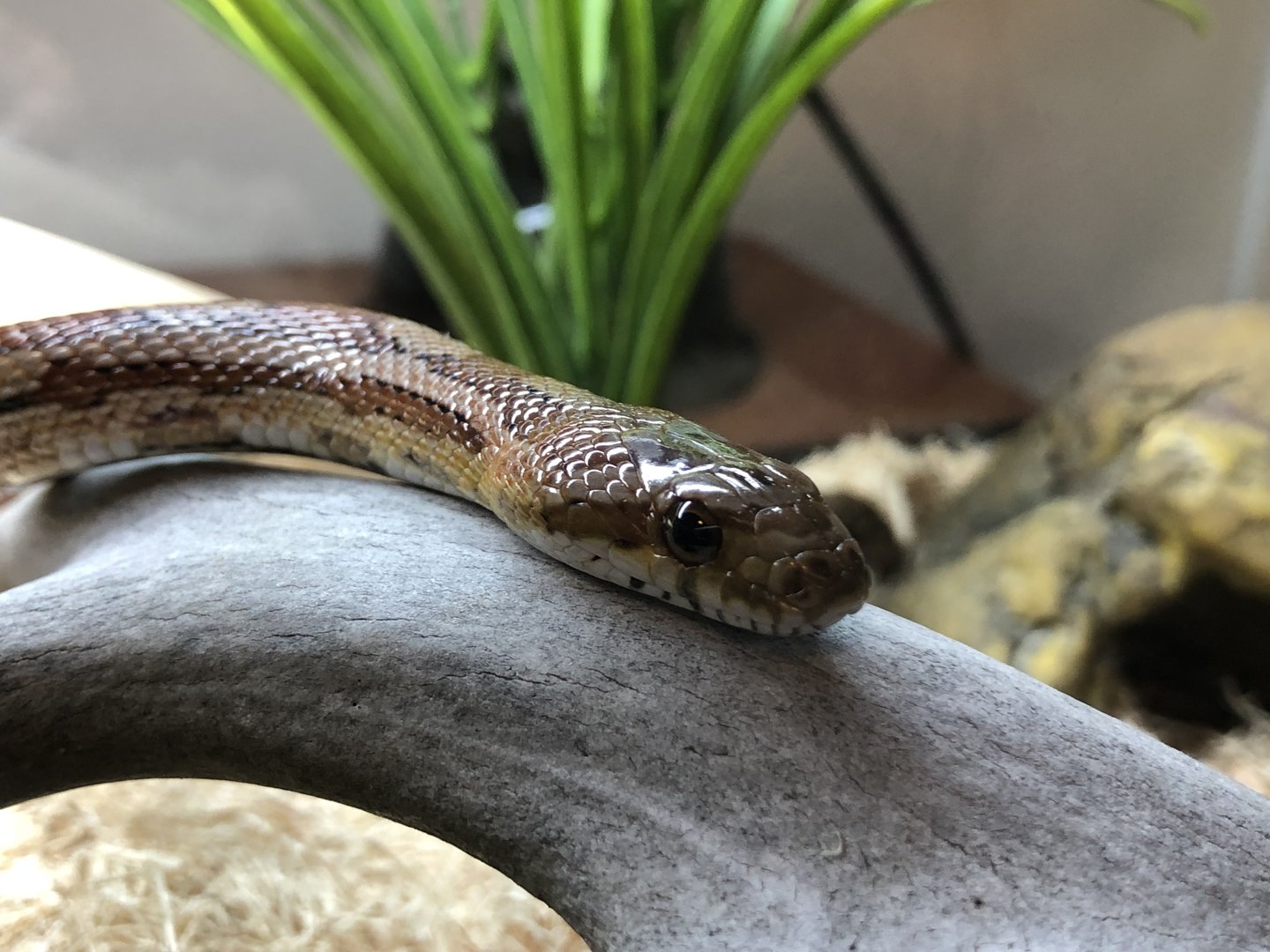 Echo, Corn snake, Pantherophis guttatus