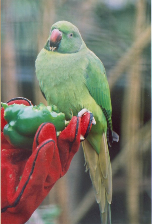 Echo Parakeet at Jersey, 2002
