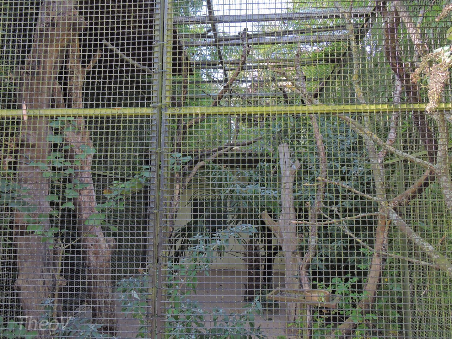 Echo parakeet aviary [2015]