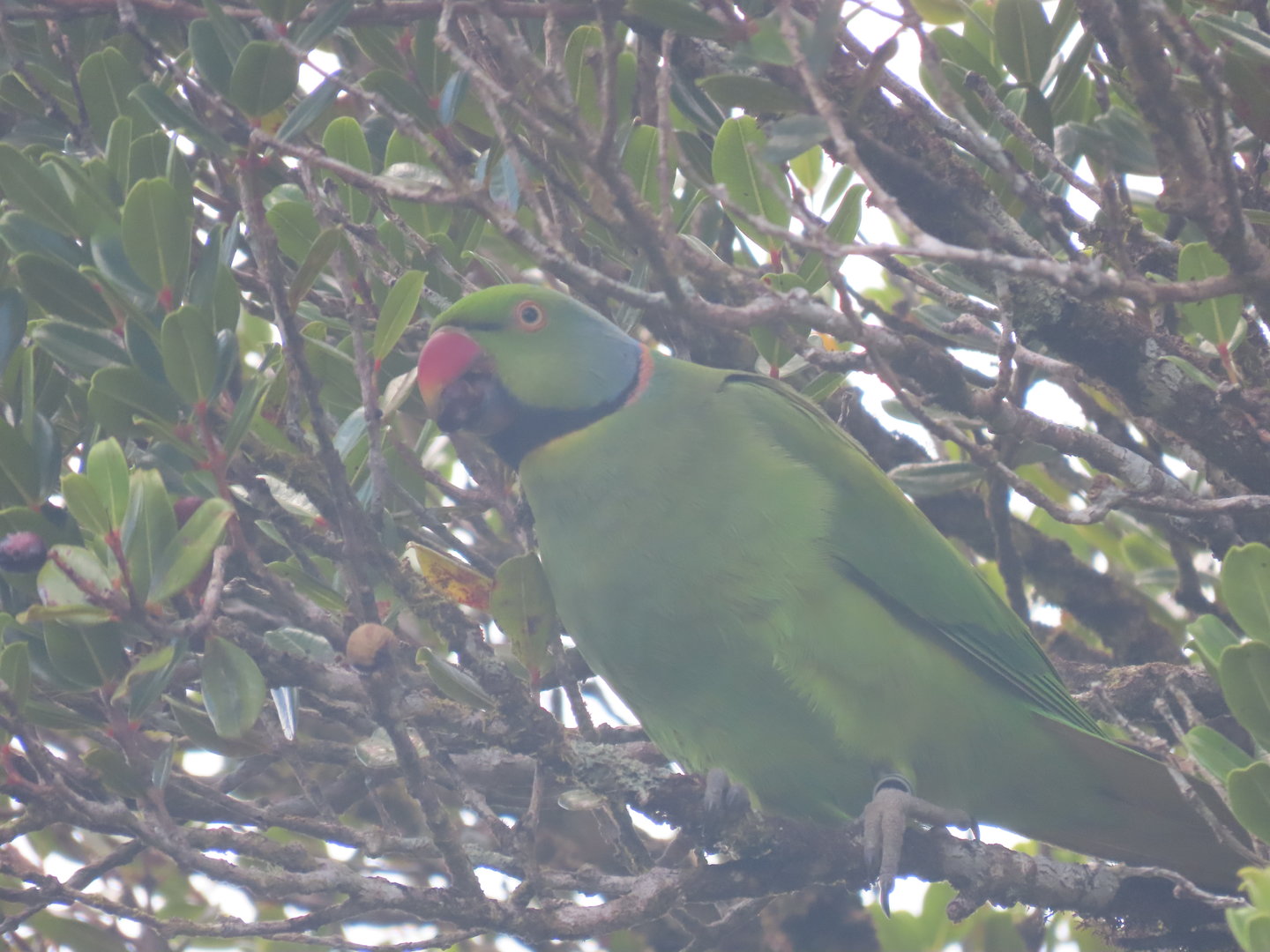 Echo parakeet black river national park male