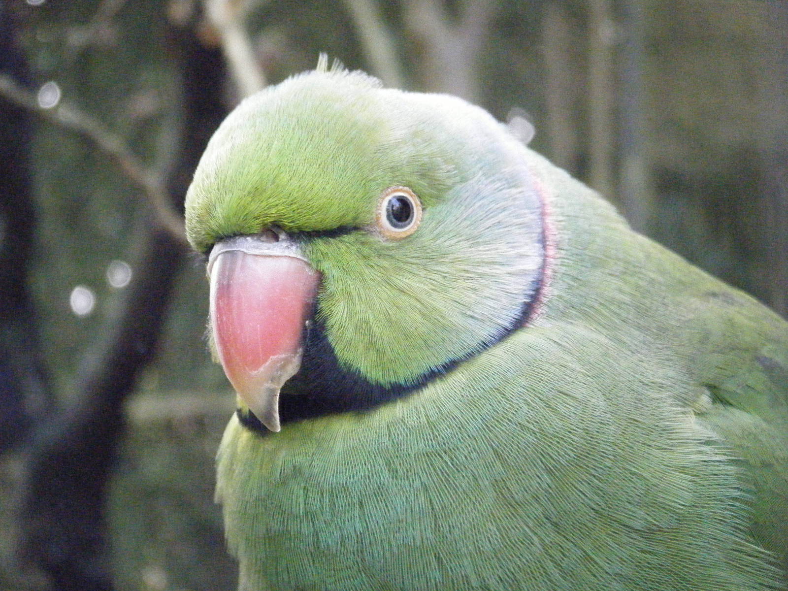 Echo Parakeet