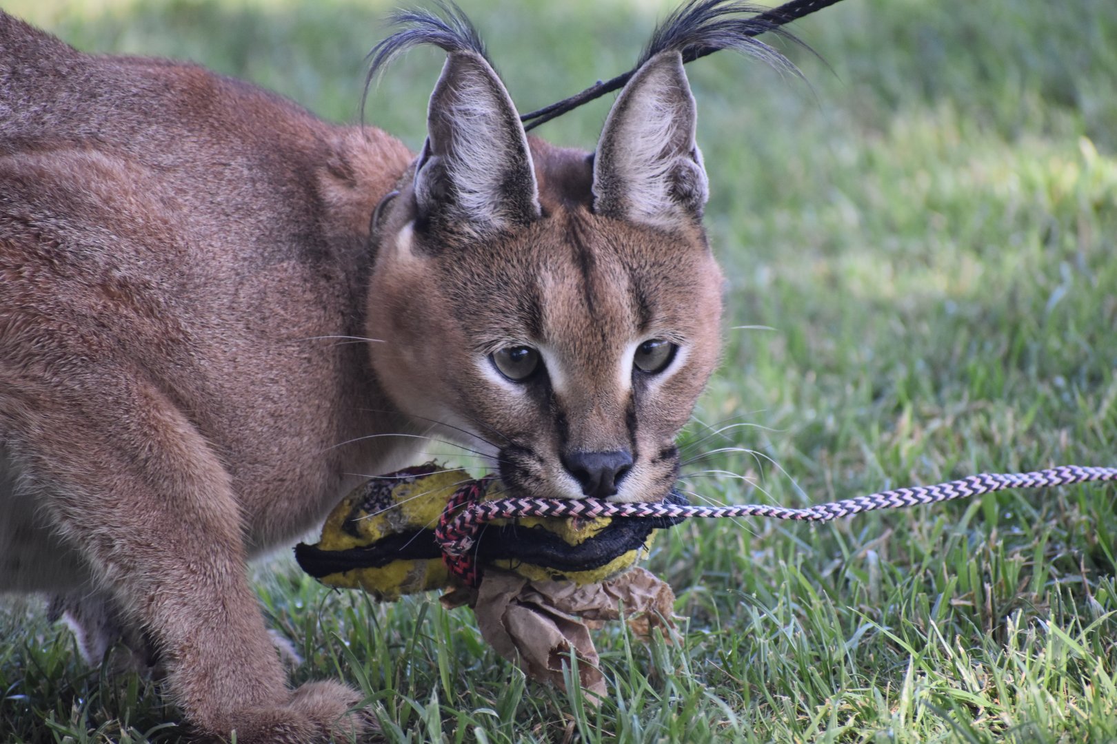Eckard the Caracal