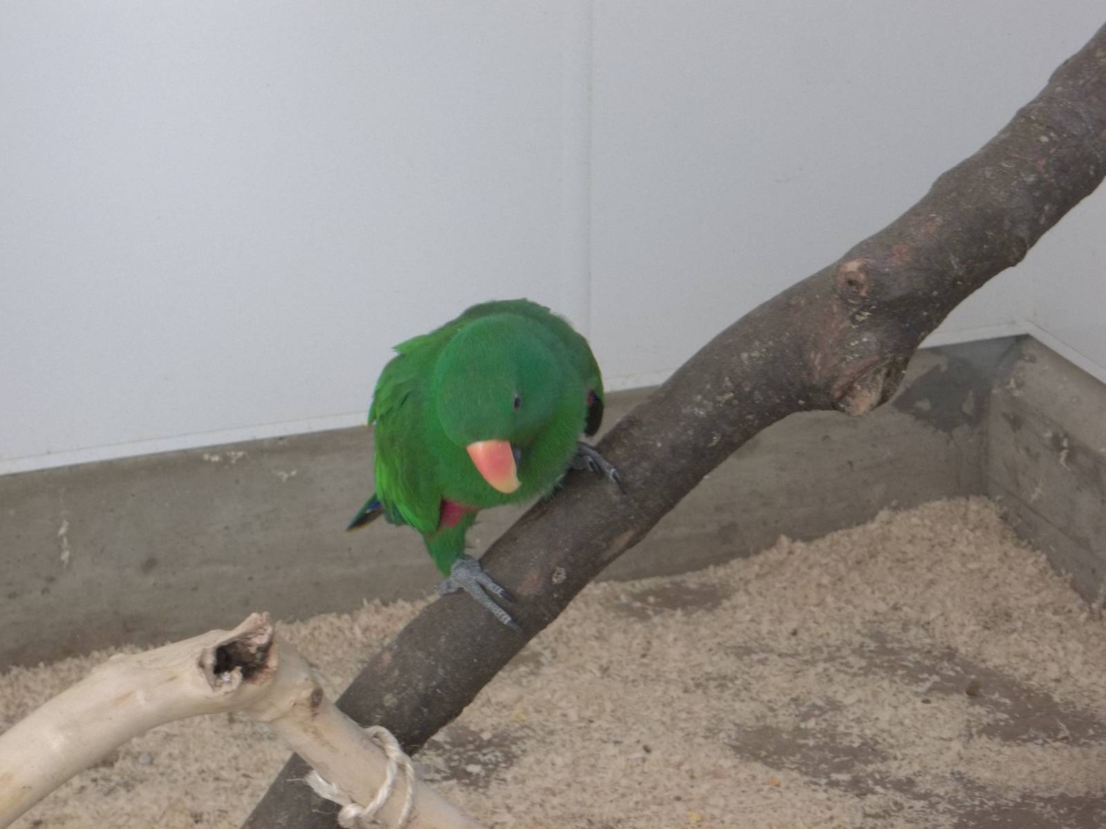 Eckie climbs down to his food, 12th October 2014