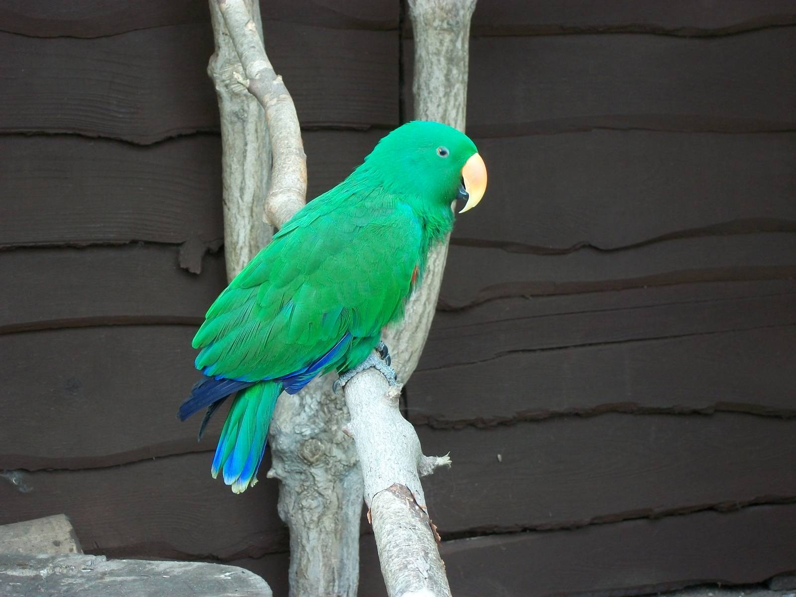 Eckie, the star of the zoo, 5th May 2014