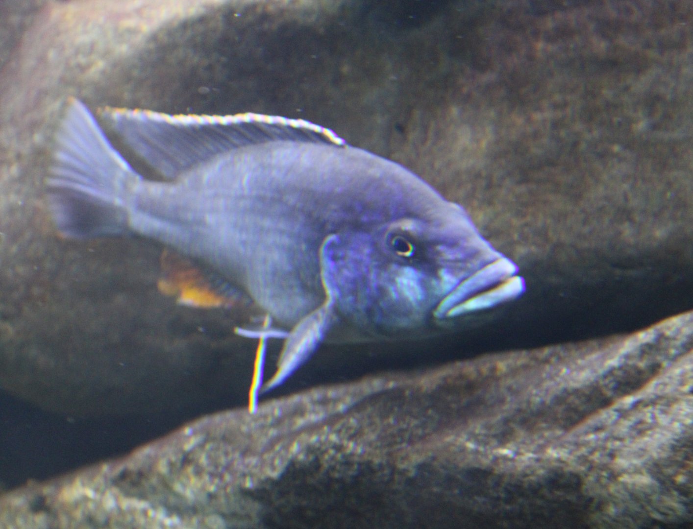 Eclectochromis ornatus