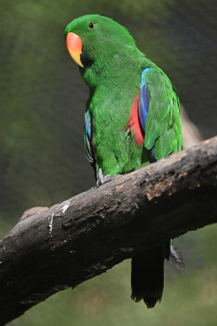 Eclectus Eclectus roratus
