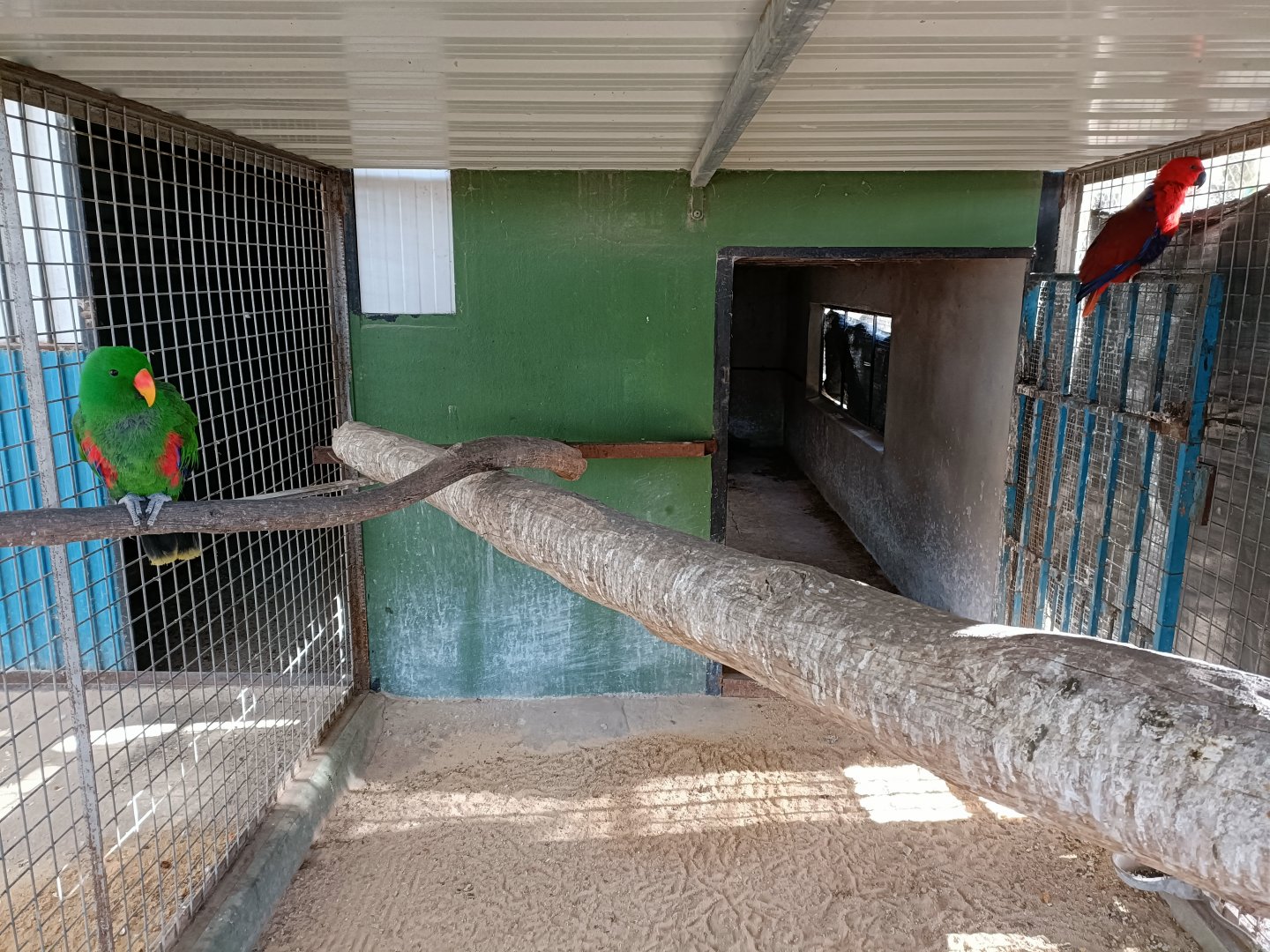 Eclectus exhibit - Bioparque La Rocha