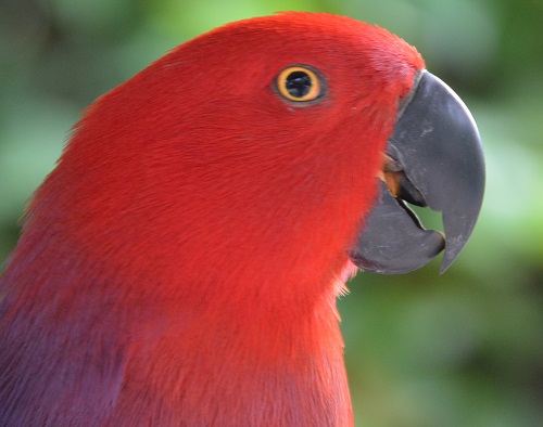 Eclectus female Portrait