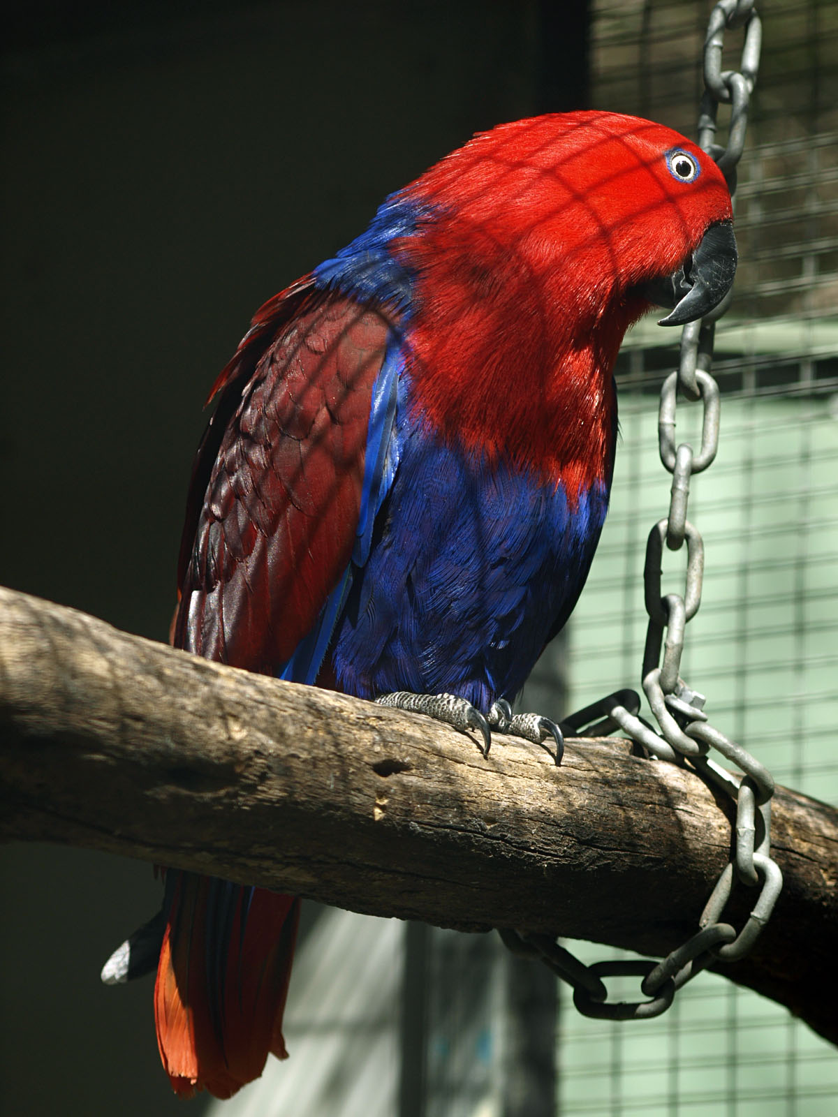 Eclectus (female)
