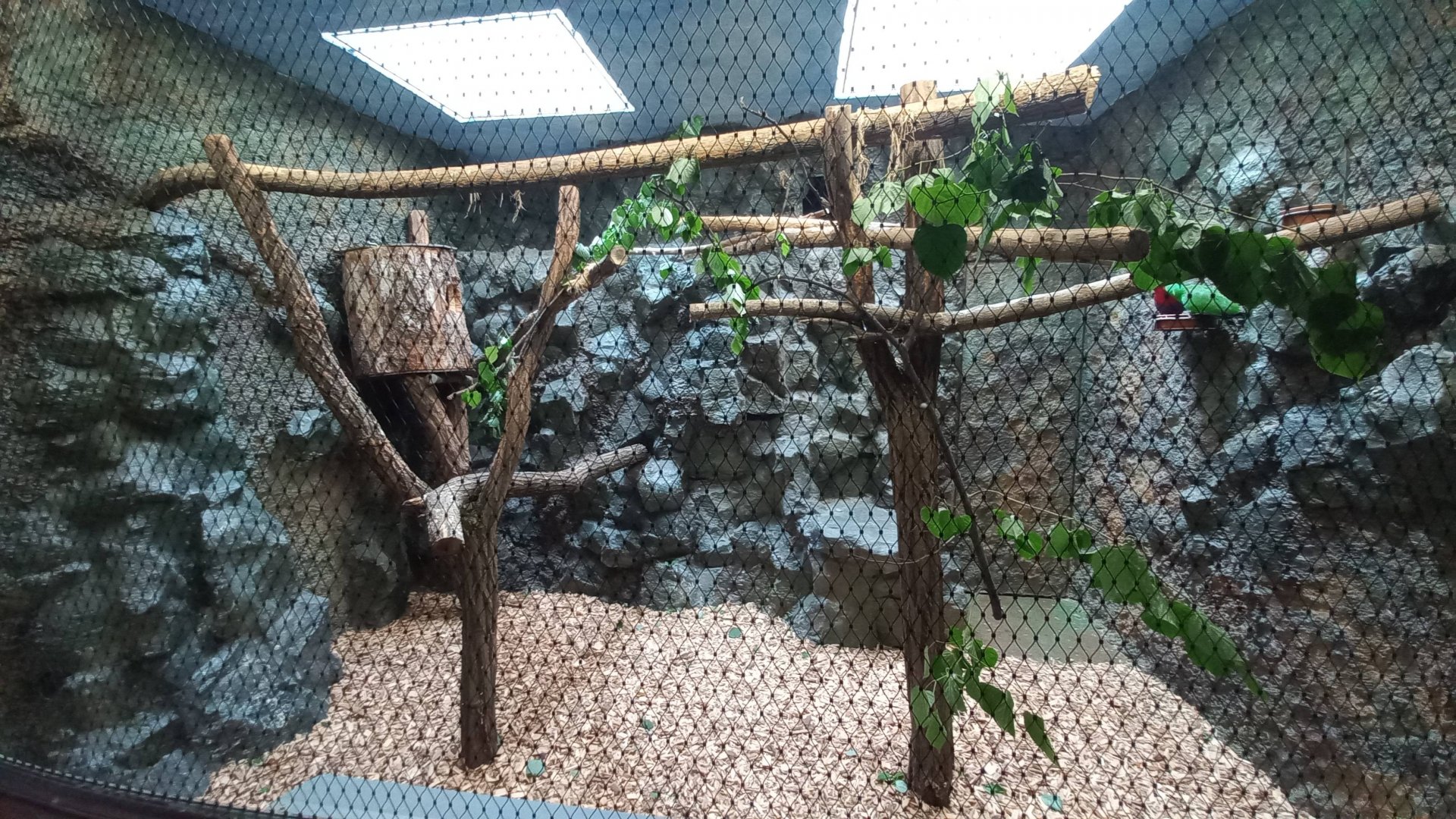Eclectus - indoor exhibit