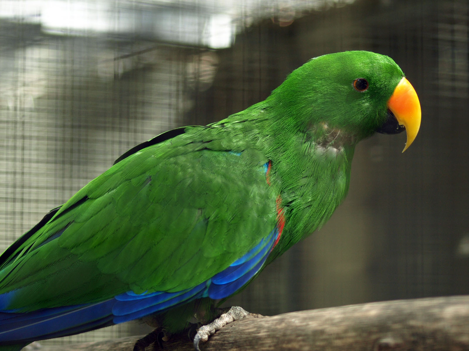 Eclectus (male)