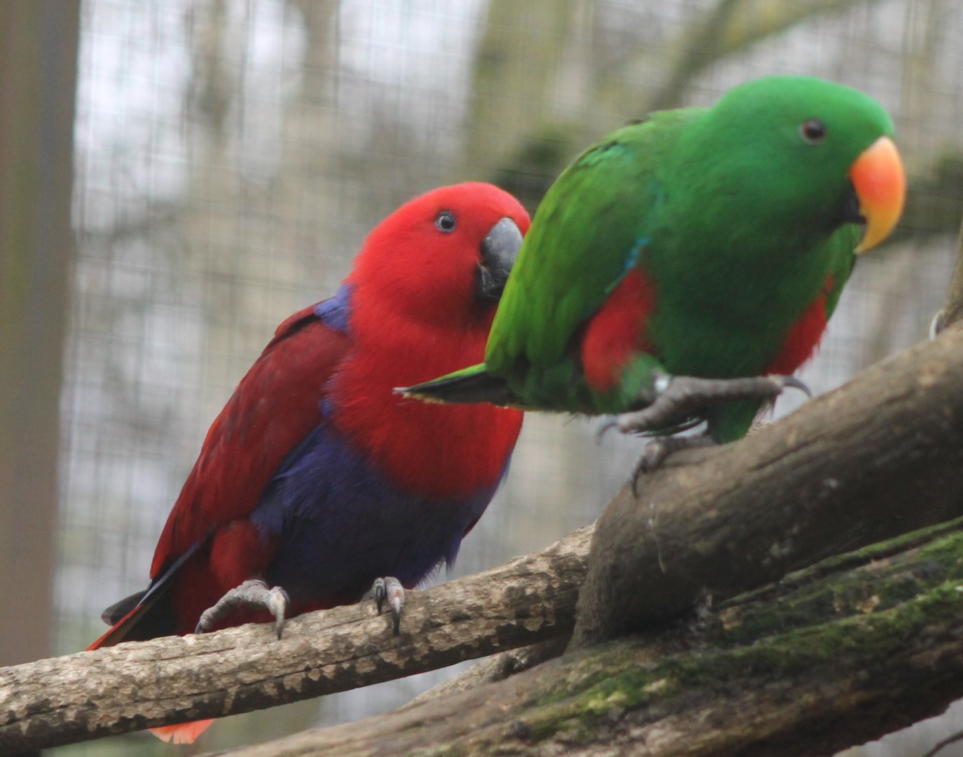 Eclectus pair