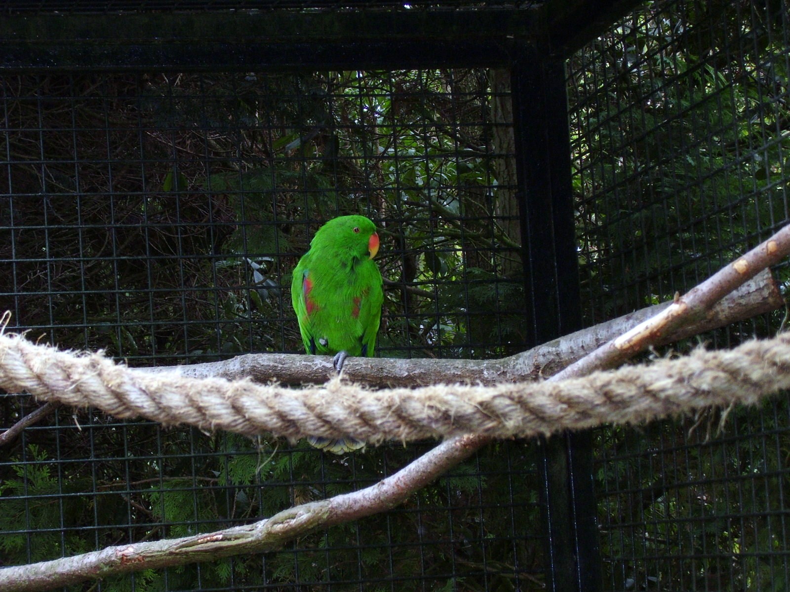 Eclectus parrot - 2006