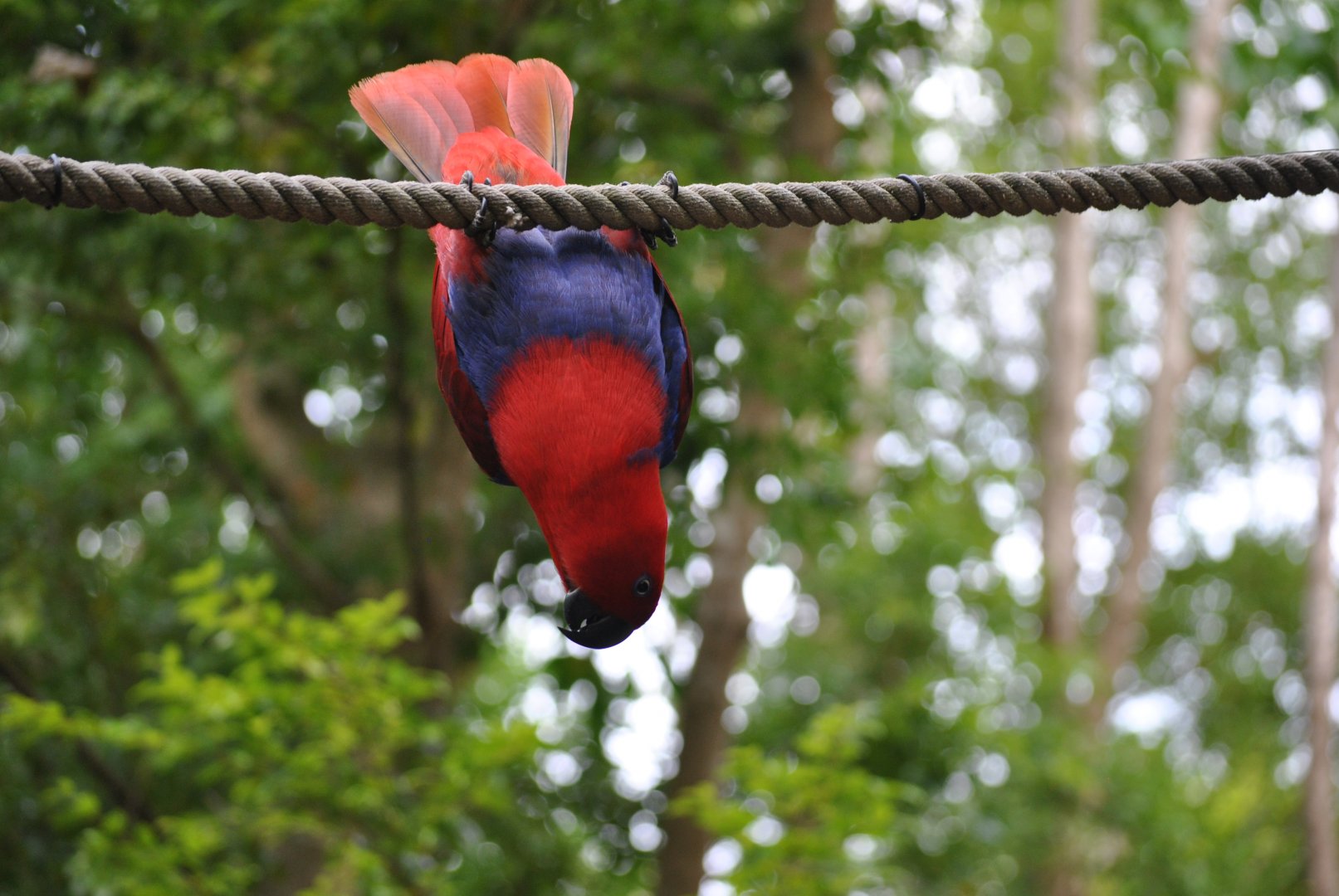 Eclectus parrot, 2015