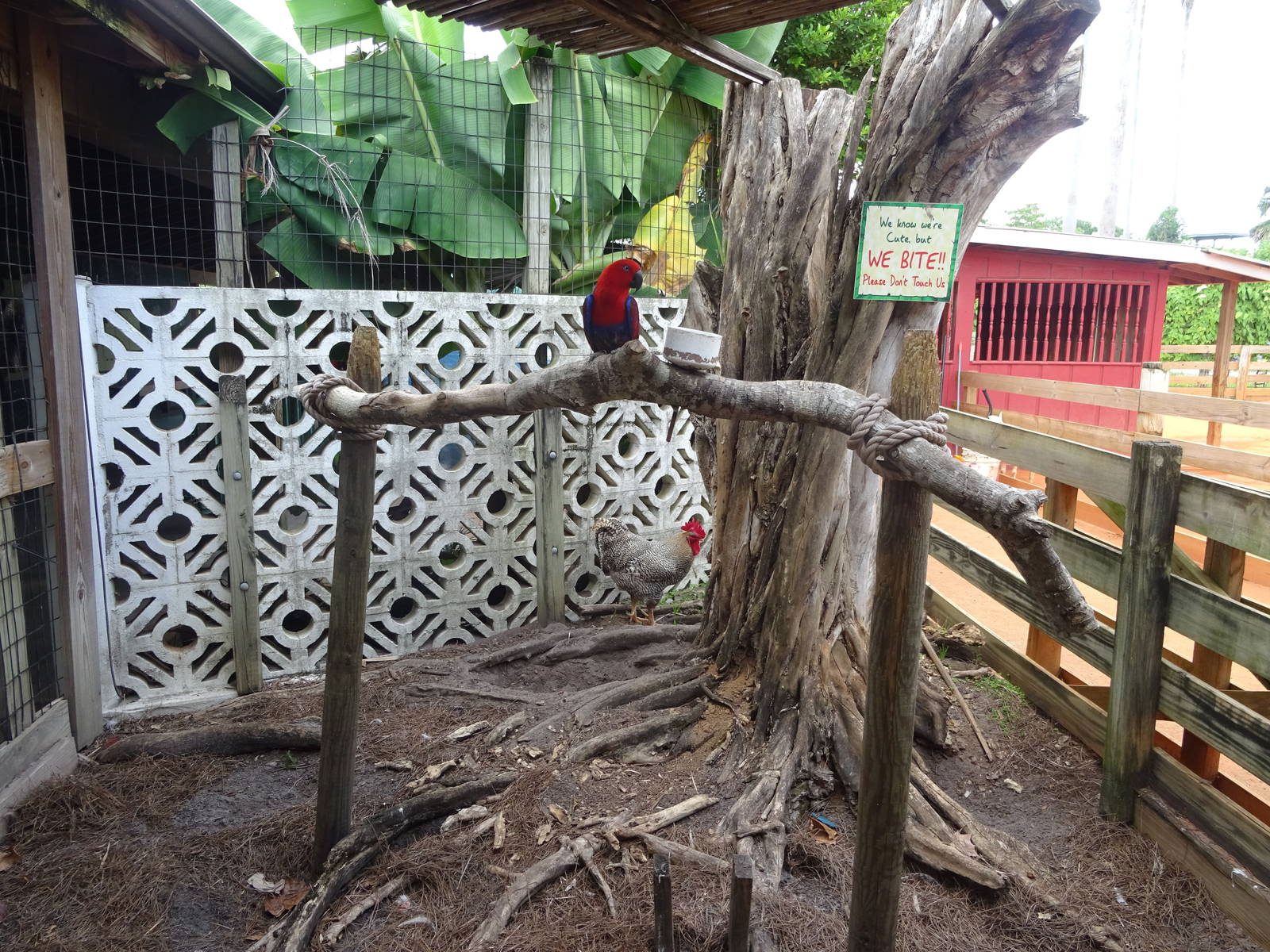 Eclectus Parrot at Gatorland