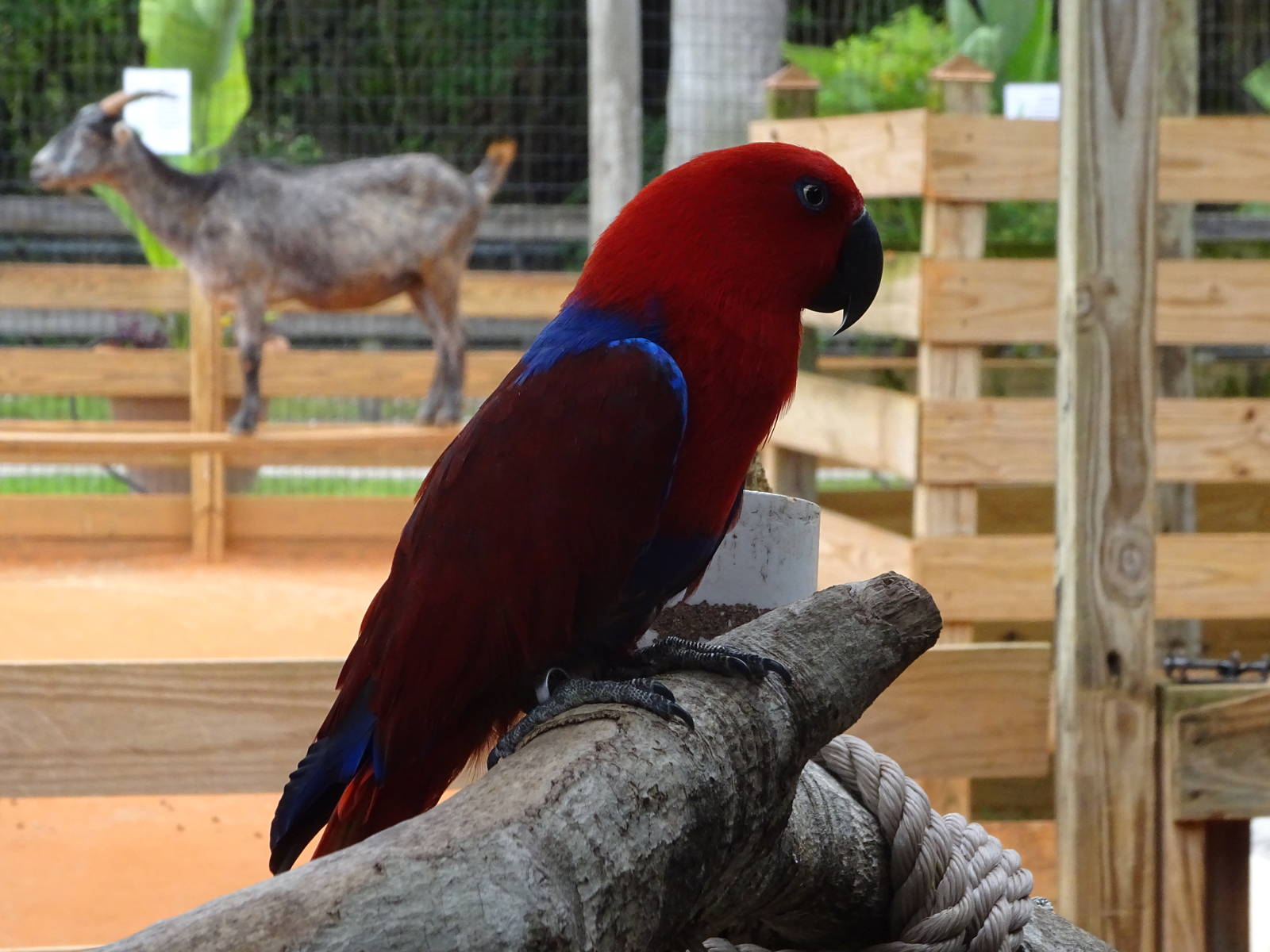 Eclectus Parrot at Gatorland