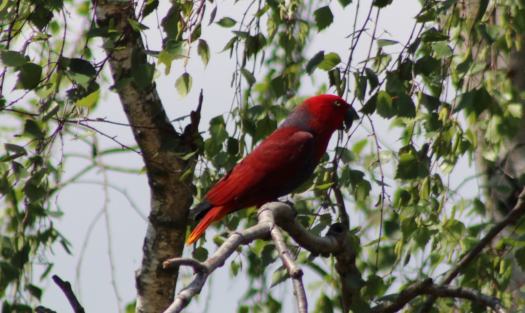 Eclectus parrot at the Bird-show