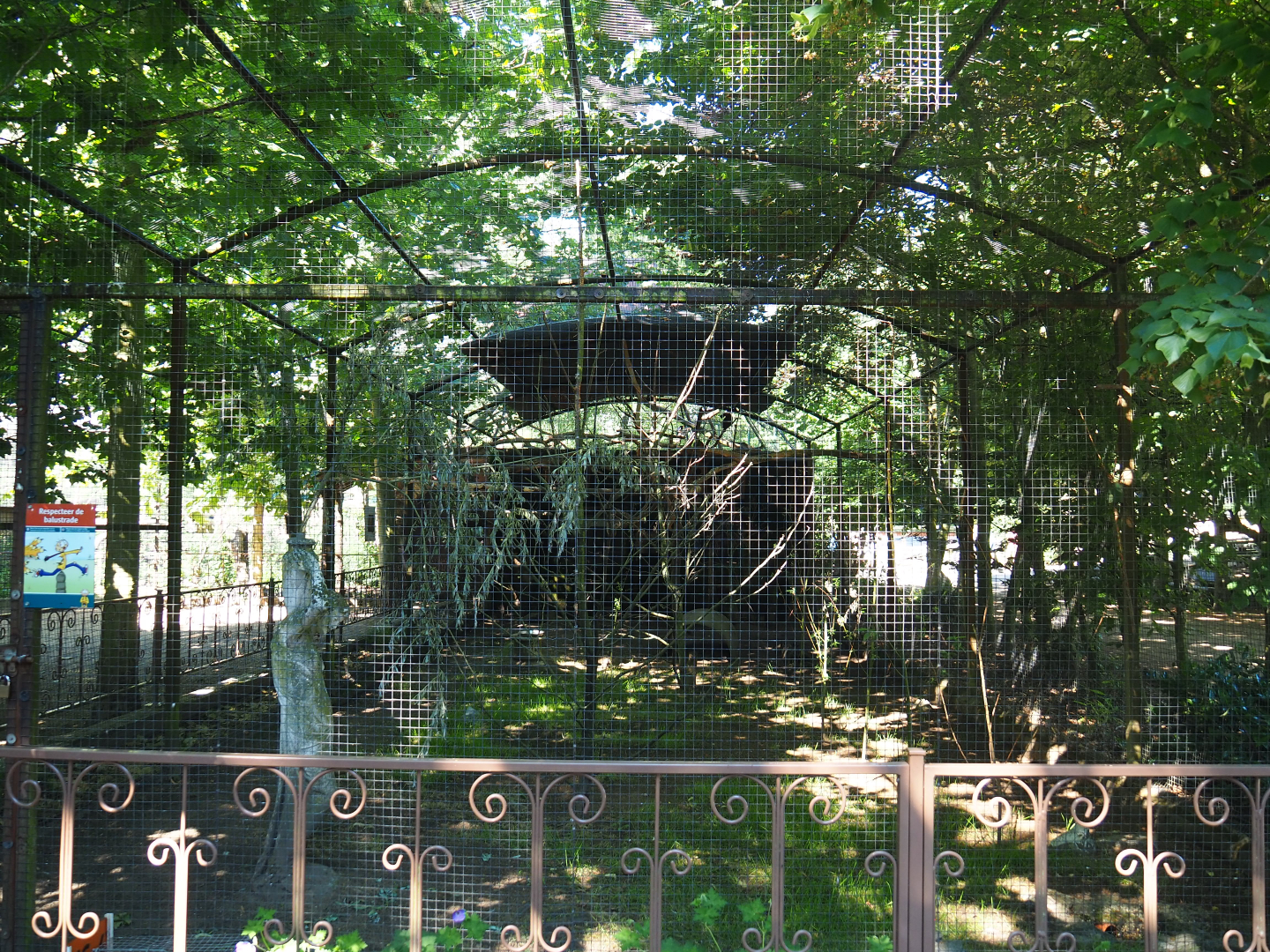 Eclectus parrot aviary, 2020-06-20