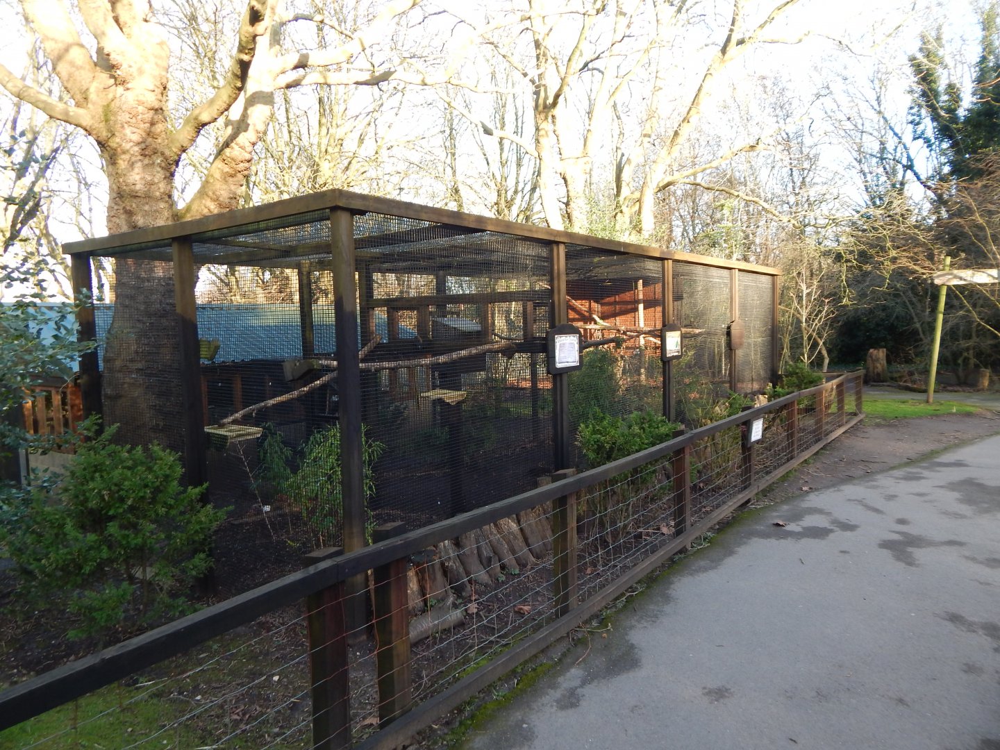 Eclectus parrot aviary 260124