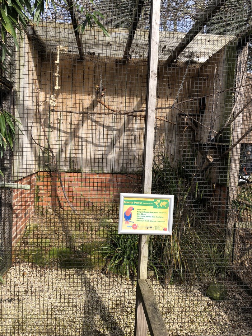 Eclectus Parrot Aviary at Tropical Butterfly House (March 2023)