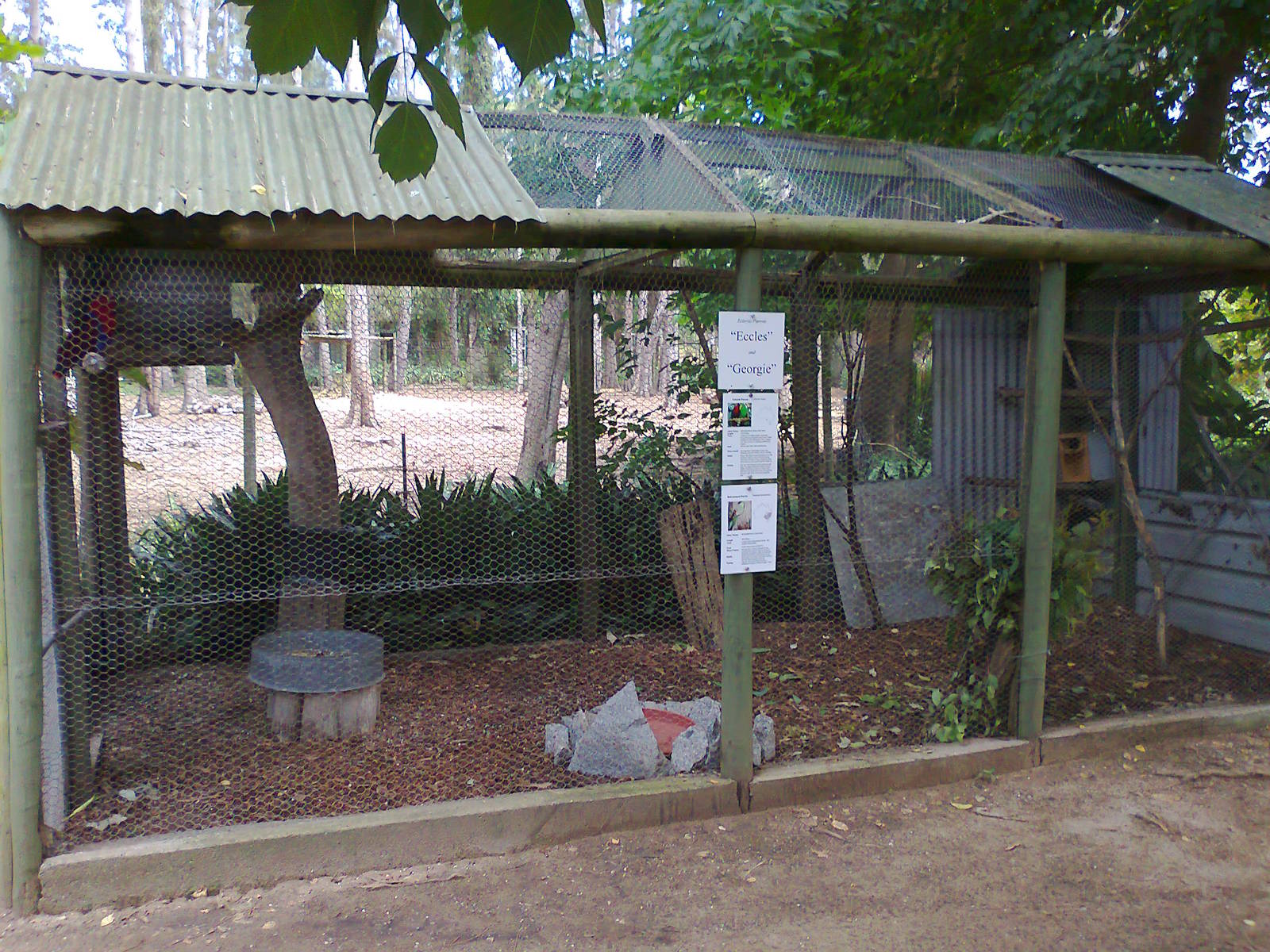 Eclectus Parrot aviary