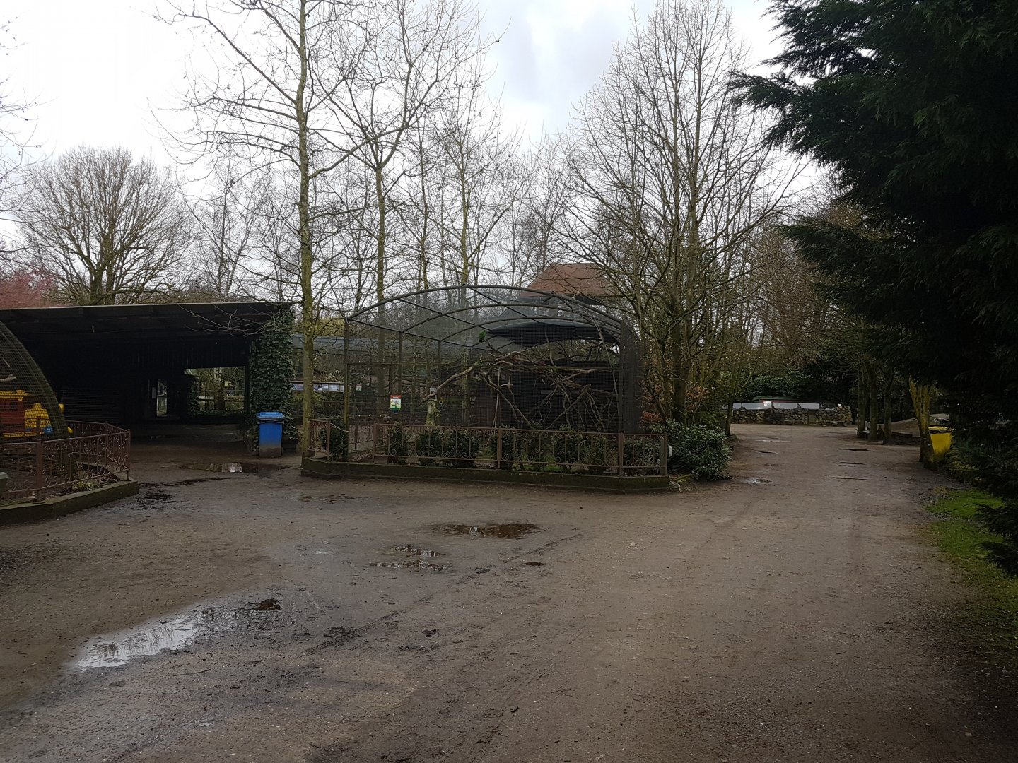 Eclectus parrot-aviary