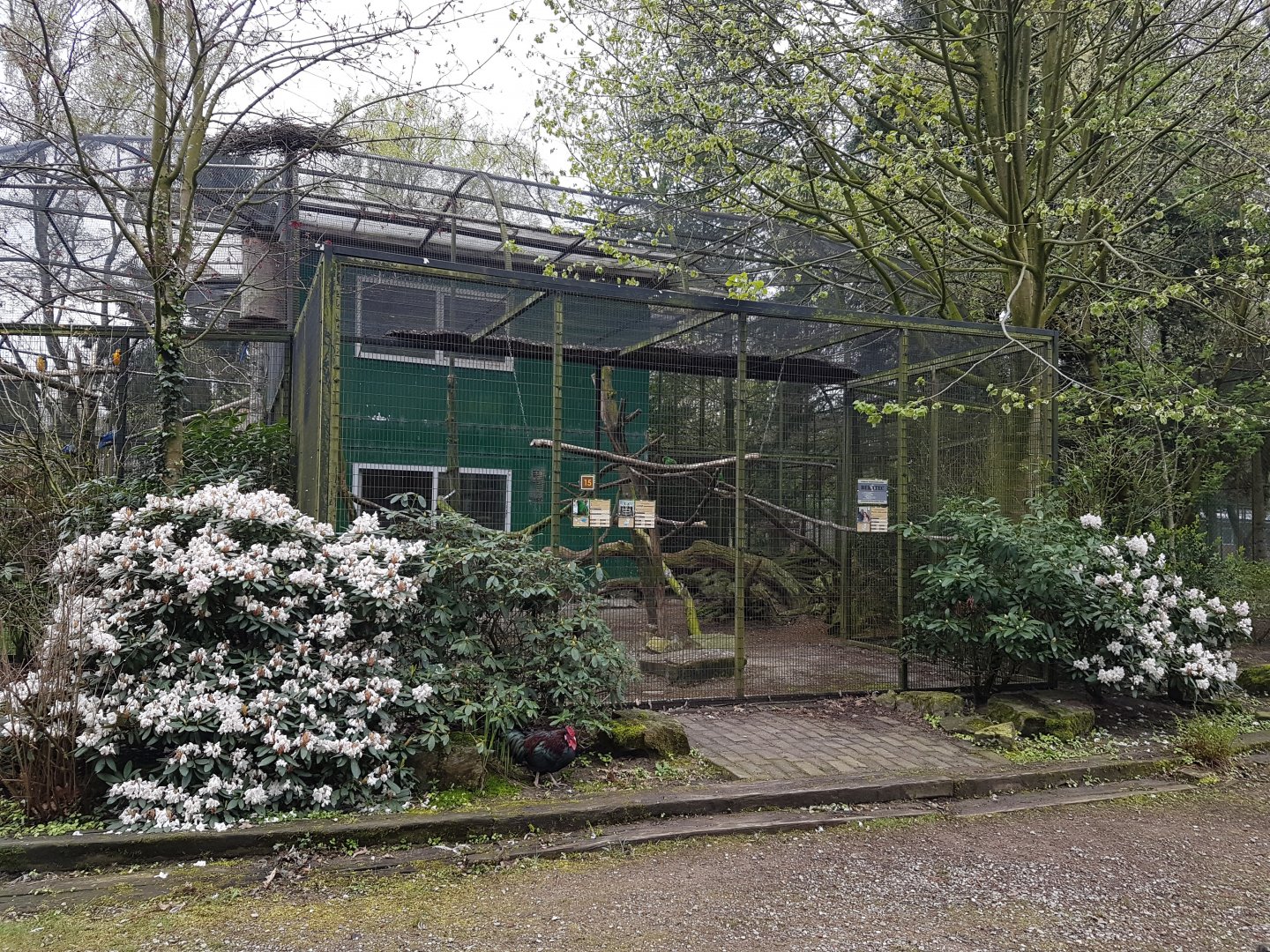 Eclectus parrot-aviary
