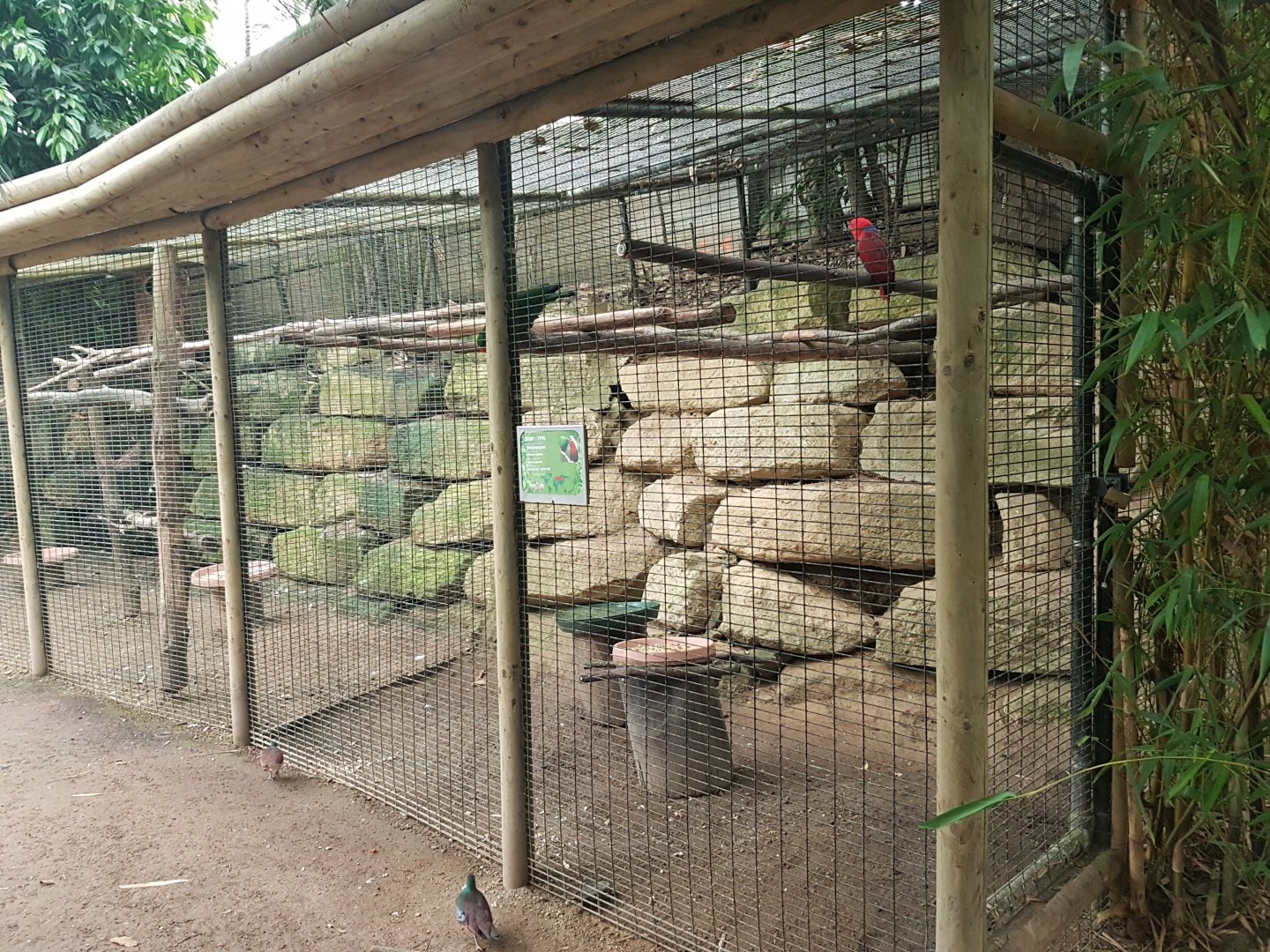 Eclectus parrot-aviary