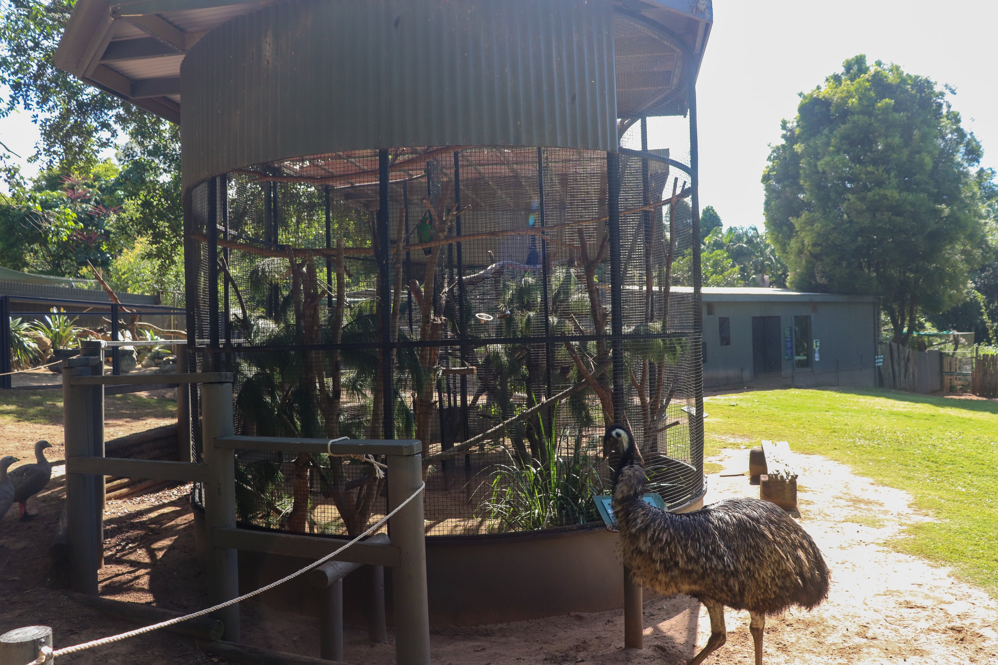 Eclectus Parrot Aviary
