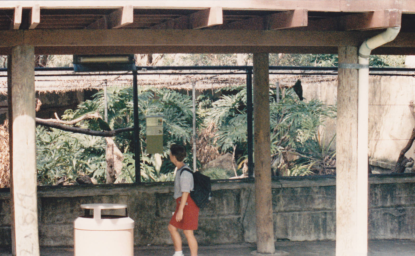 Eclectus Parrot aviary