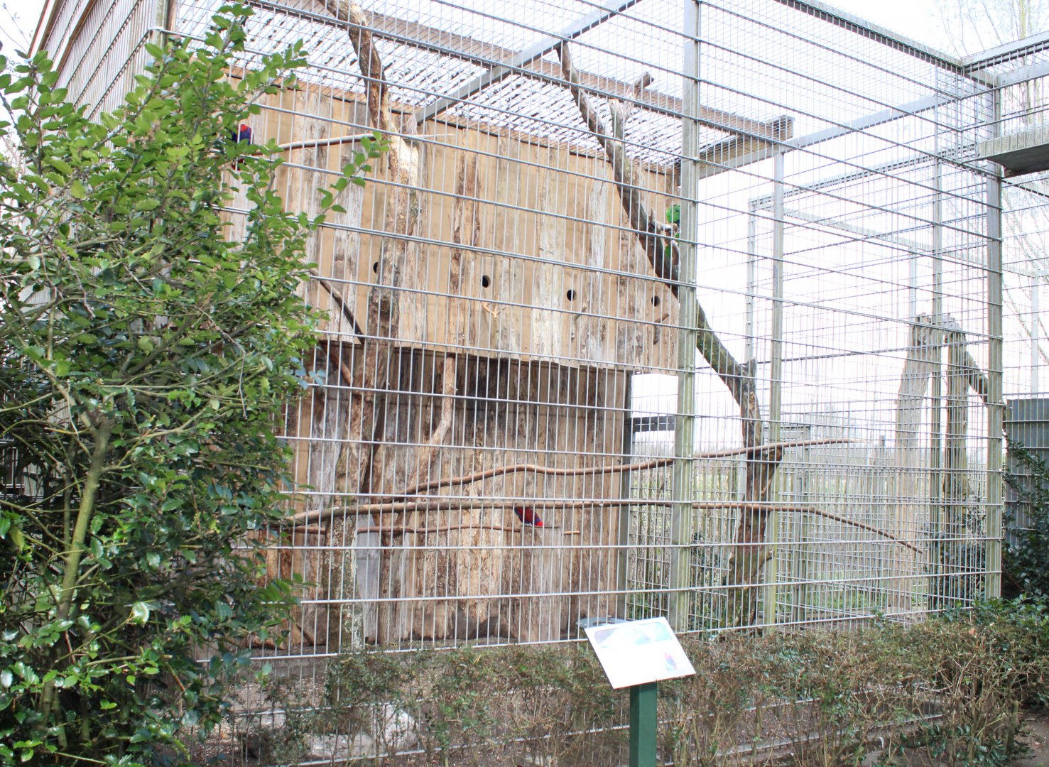 Eclectus parrot - aviary