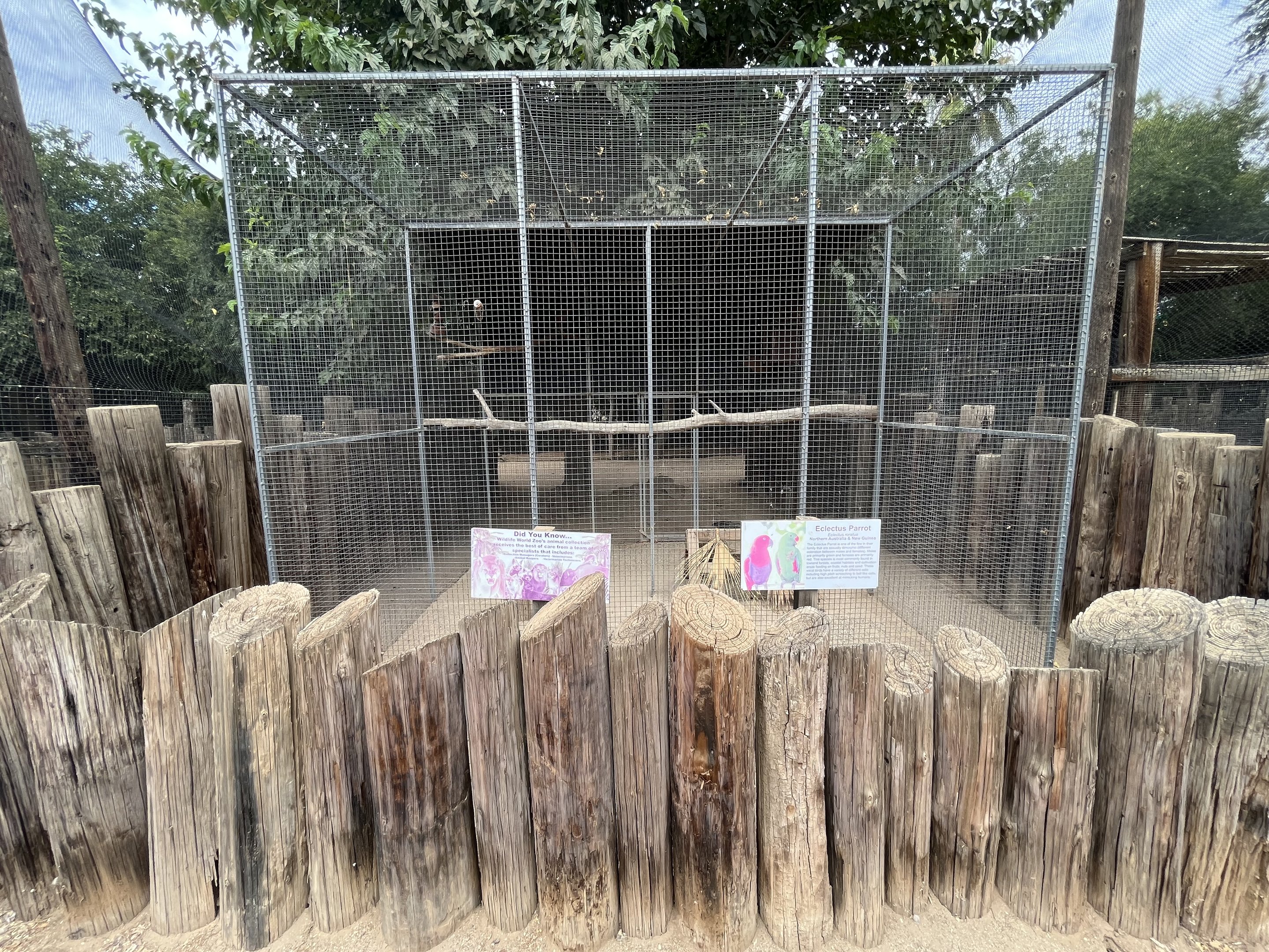 Eclectus Parrot Aviary