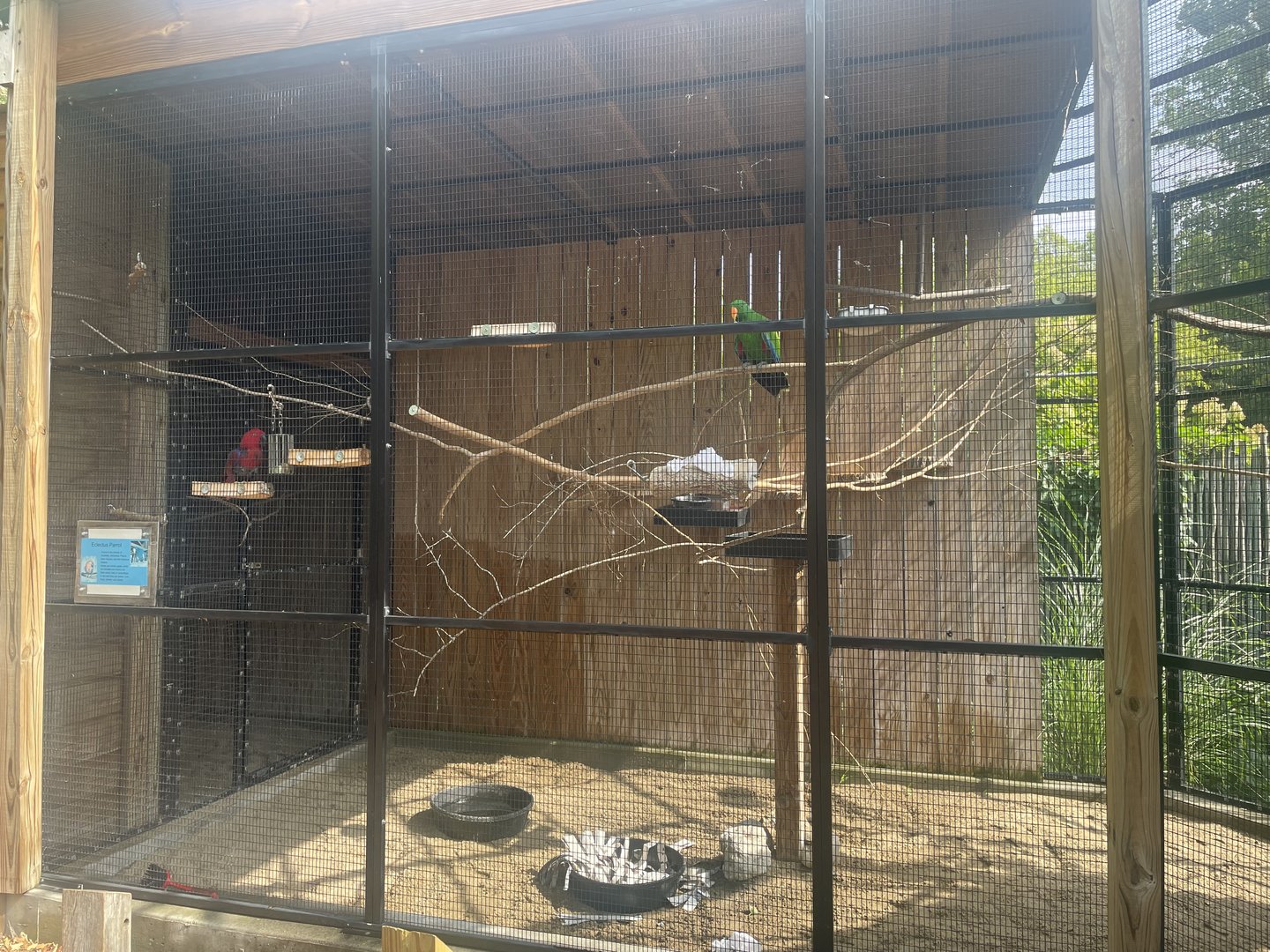 Eclectus Parrot Aviary