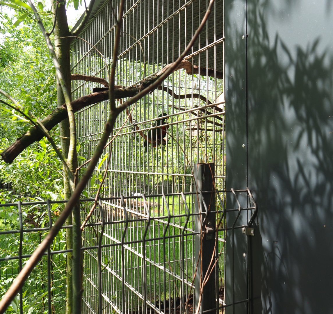 Eclectus parrot cage next to the dik-dik house,  2022-05-17
