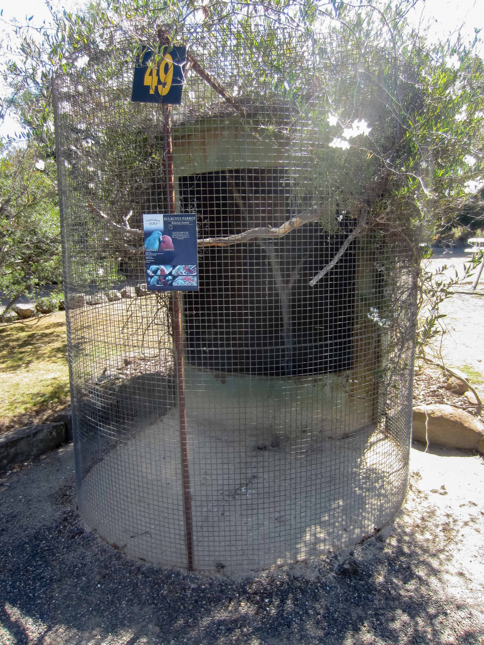 Eclectus parrot cage