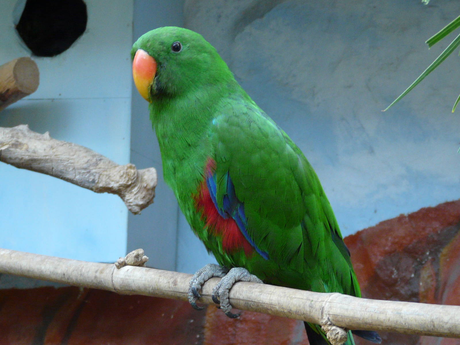 Eclectus parrot/ Eclectus roratus