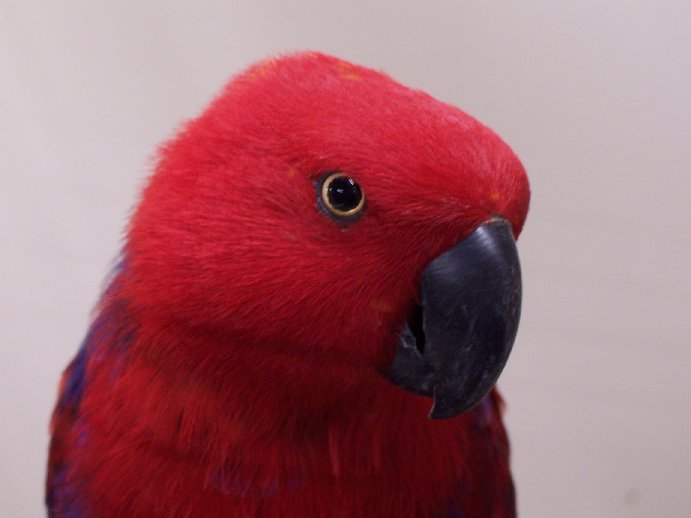 Eclectus Parrot (Eclectus roratus)