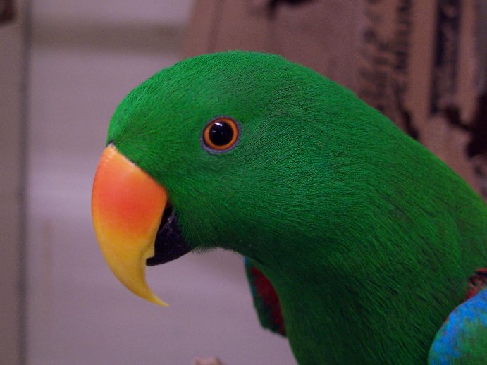 Eclectus Parrot (Eclectus roratus)