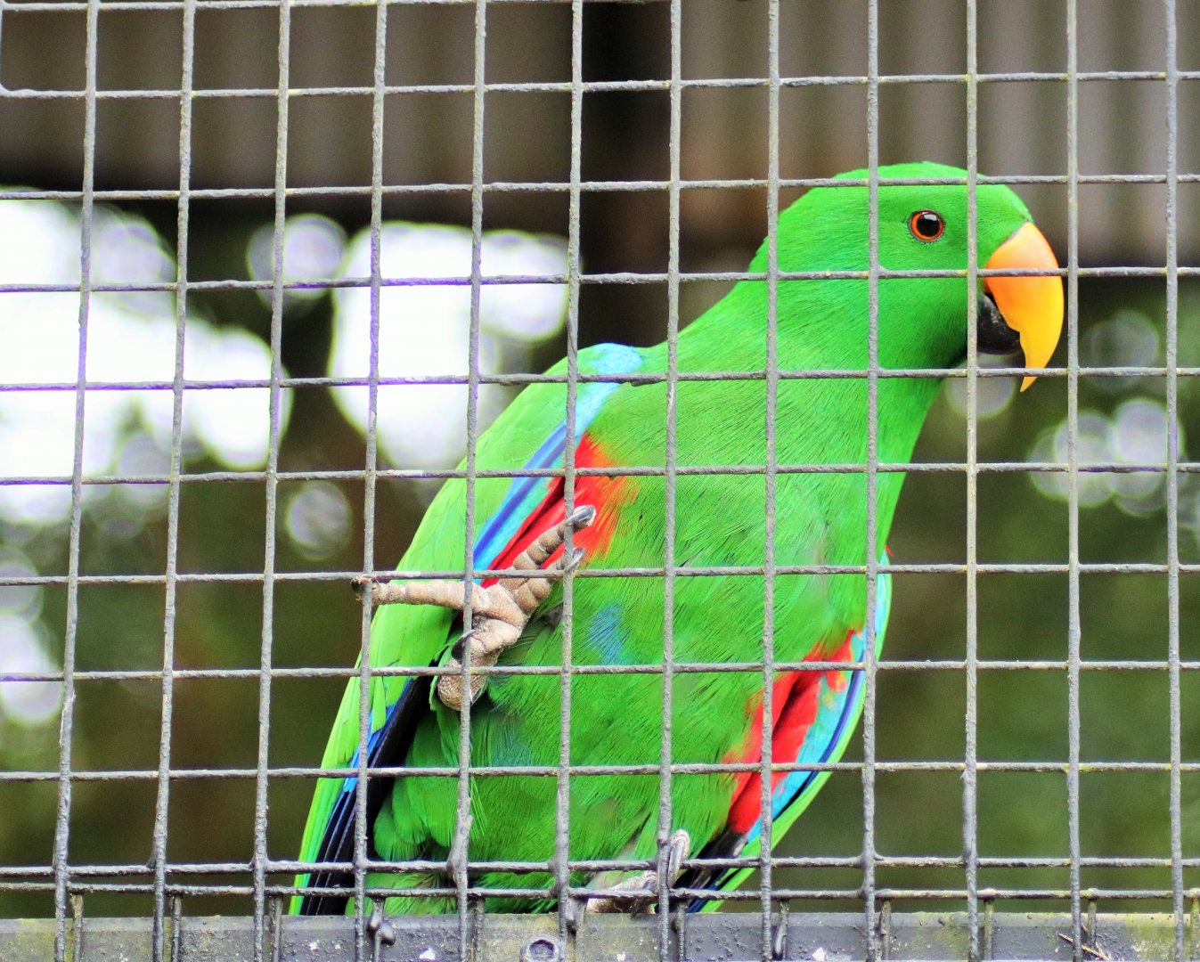 Eclectus Parrot (Eclectus roratus)
