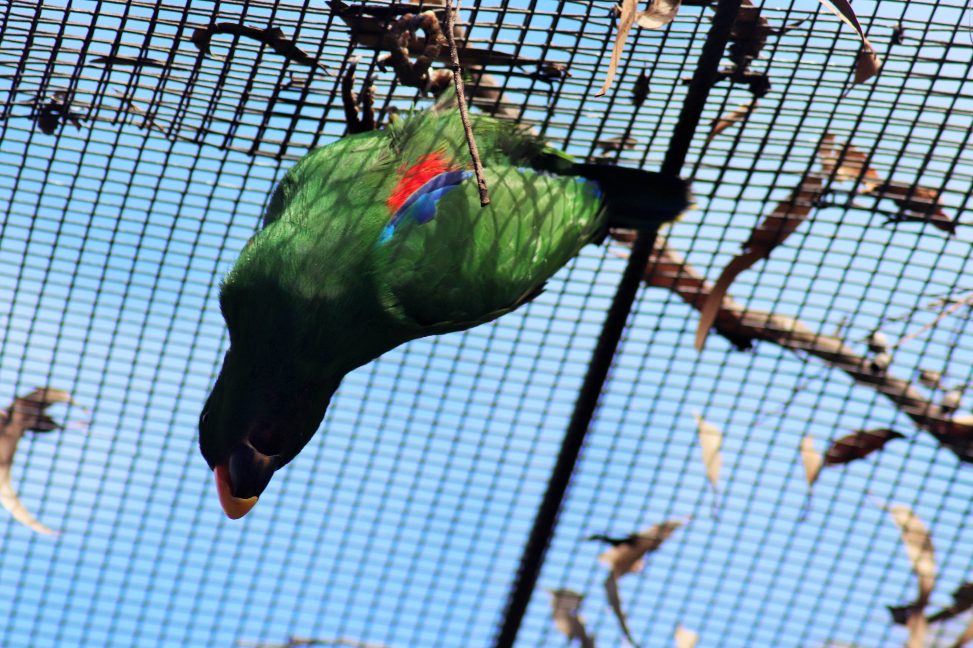 Eclectus Parrot (Eclectus roratus)