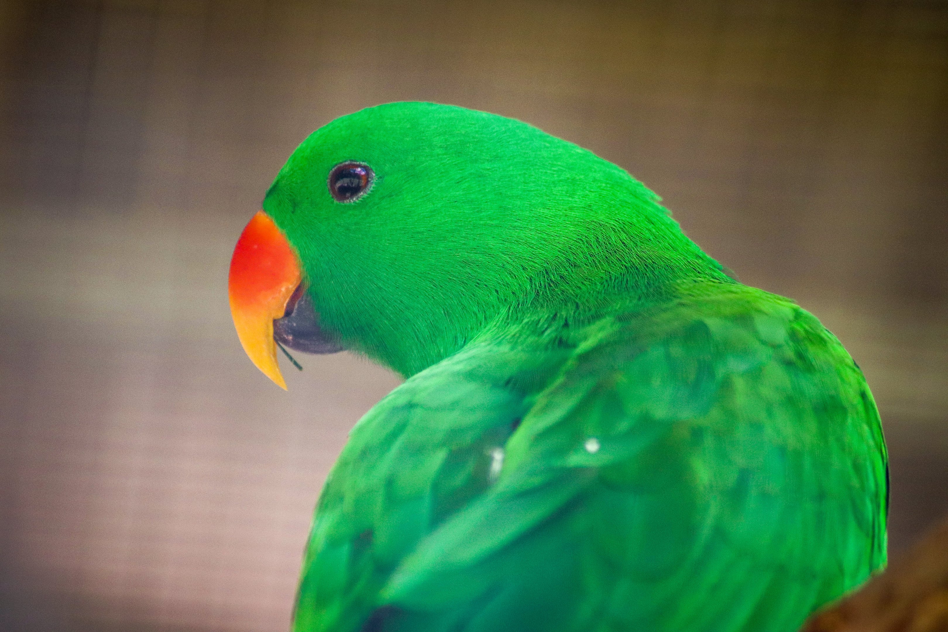Eclectus Parrot (Eclectus roratus)