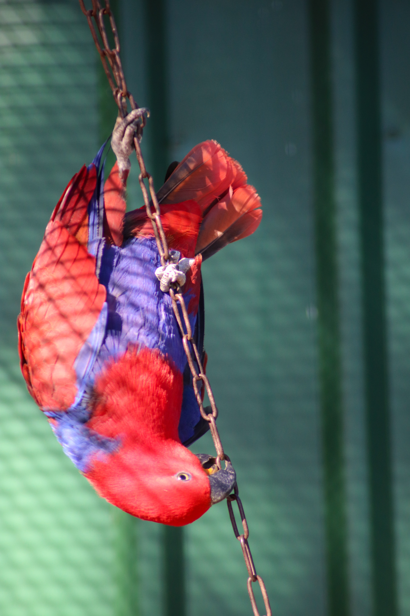 Eclectus Parrot (Eclectus roratus)