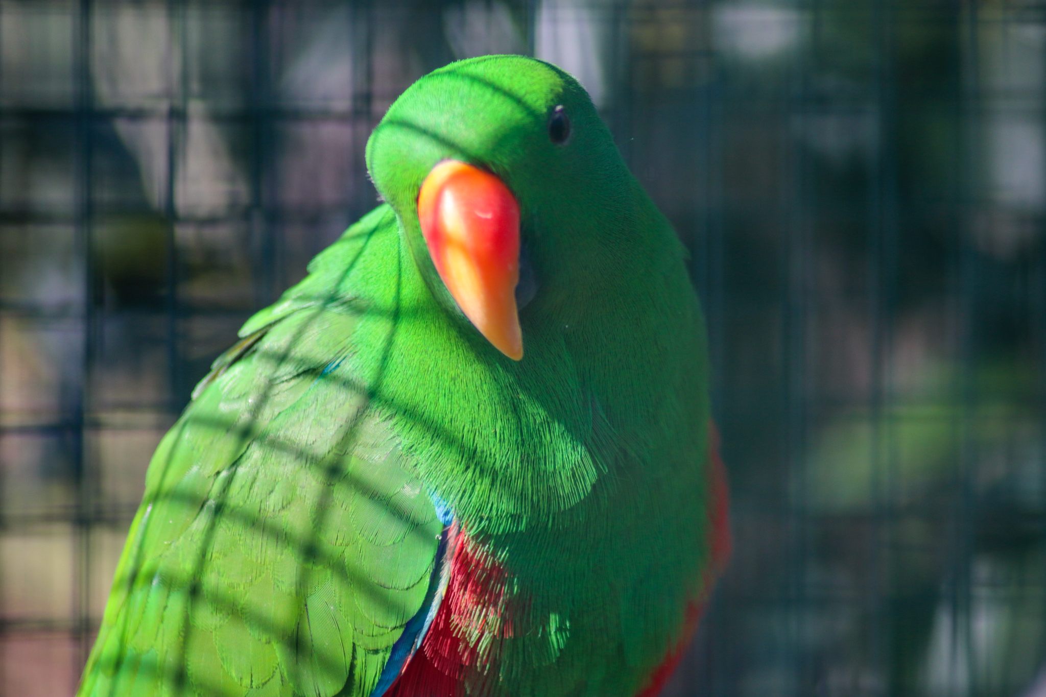 Eclectus Parrot (Eclectus roratus)