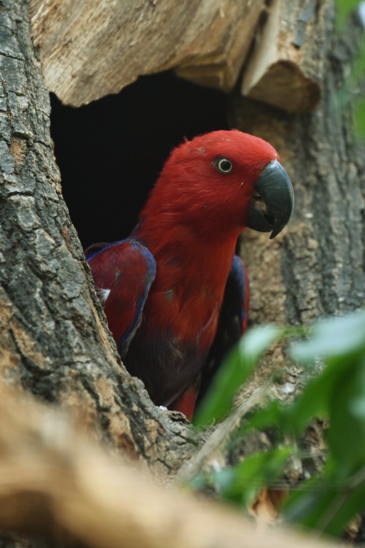 Eclectus parrot (Eclectus roratus)
