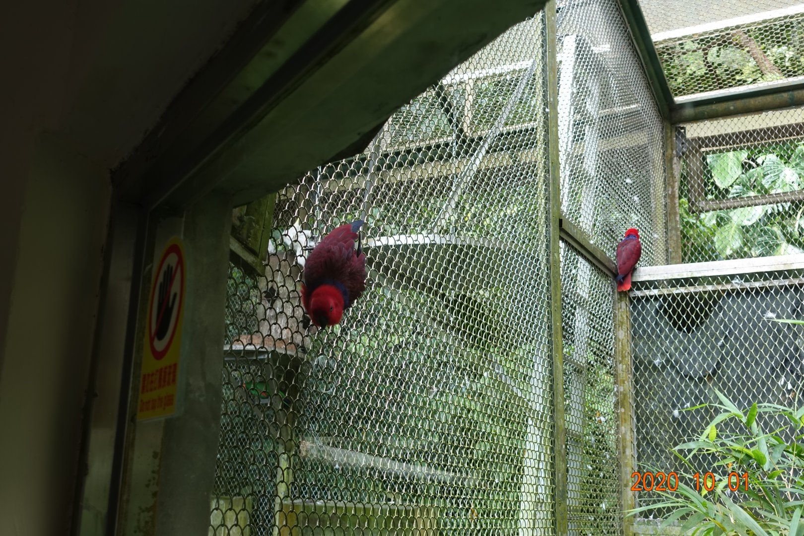 Eclectus Parrot (Eclectus roratus)