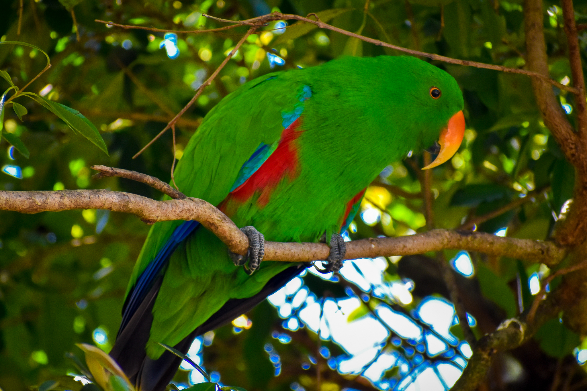 Eclectus Parrot (Eclectus roratus)