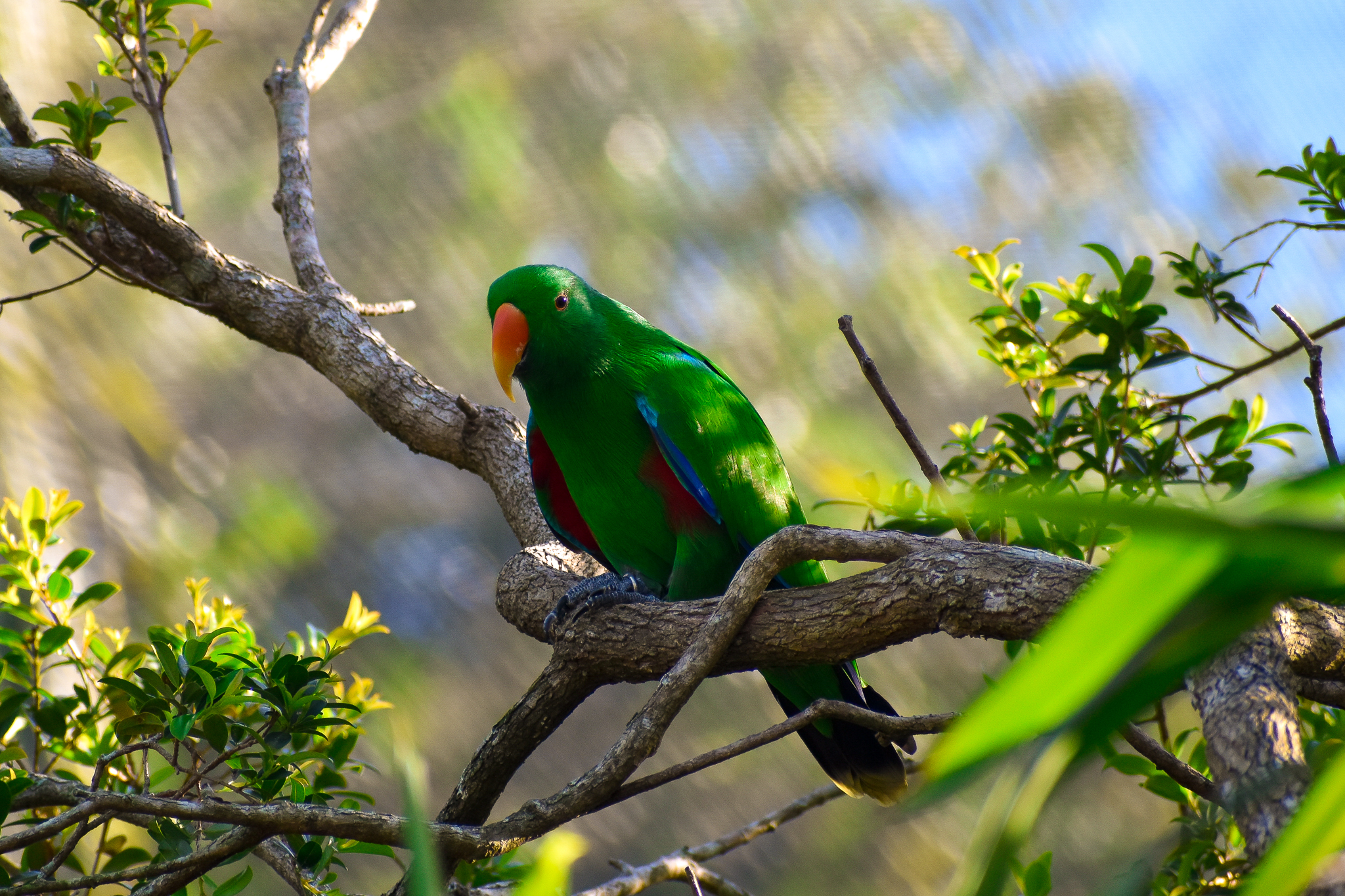 Eclectus Parrot (Eclectus roratus)